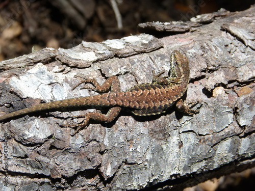 lizard on a tree