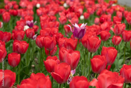 Red tulips bloomed in the spring.