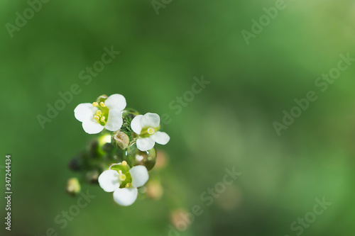 Small white flowers of a medicinal field plant Capsélla búrsa-pastóris