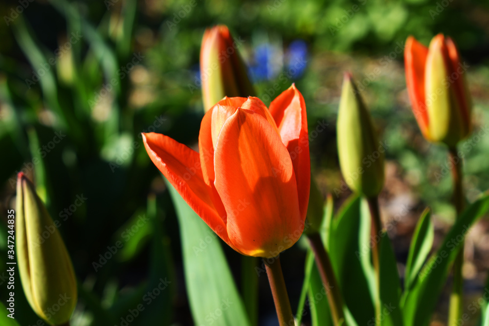 tulip flowers 