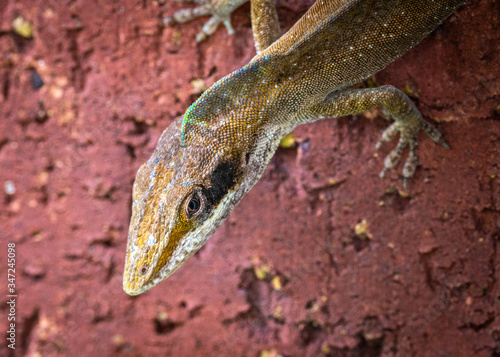 An annoyed Green Anole on a brick wall!