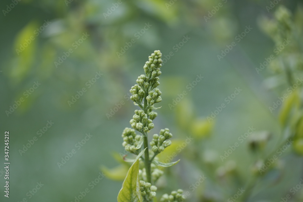 close up of a plant close up of a plant