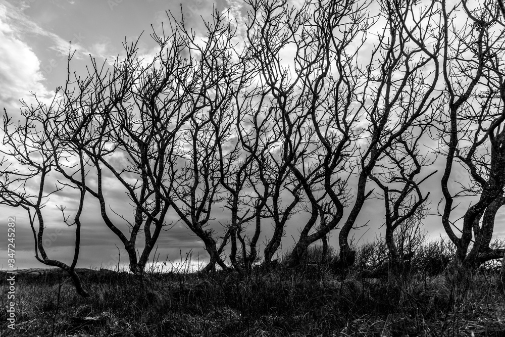 tree in the morning tree in the morning