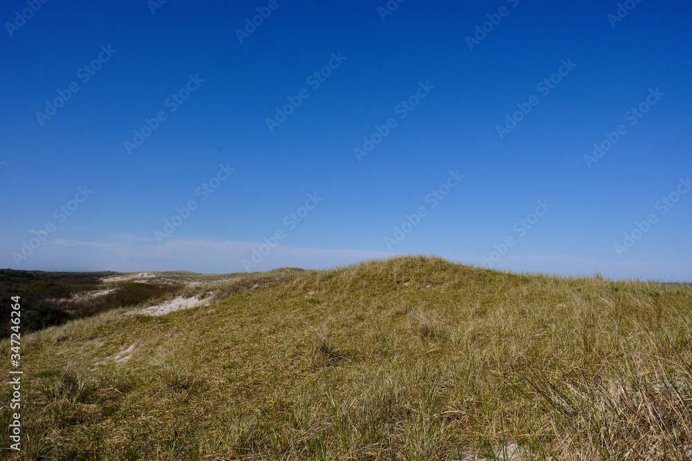 Wild grasses and plants grow on Islland Beach state park beach to protect the fragile ecosystem of the sand dunes from ersosion and damage