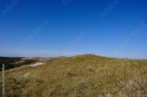 Wild grasses and plants grow on Islland Beach state park beach to protect the fragile ecosystem of the sand dunes from ersosion and damage