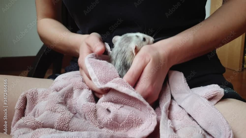 person washing their pet, a nice white house rat. Concept of care and hygiene of pets. person washing their pet, a nice white house rat. Concept of care and hygiene of pets.