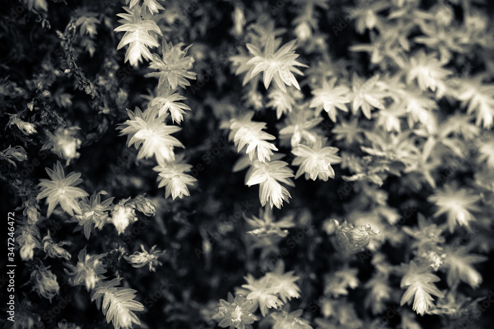 close macro view of moss on a wall in black and white close macro view of moss on a wall in black and white