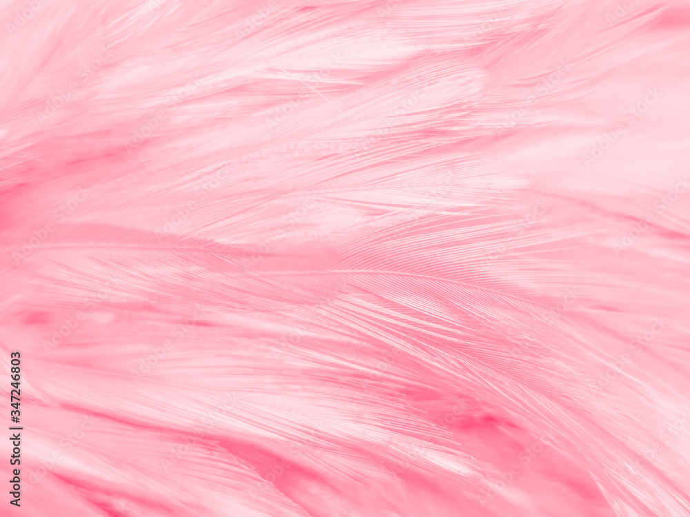 Fototapeta premium Beautiful abstract white and pink feathers on white background and soft white feather texture on pink pattern and pink background, feather background, pink banners