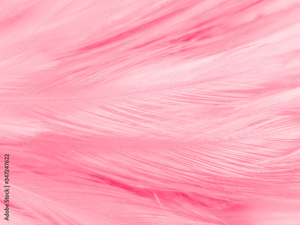 Beautiful abstract white and pink feathers on white background and soft white feather texture on pink pattern and pink background, feather background, pink banners Beautiful abstract white and pink feathers on white background and soft white feather texture on pink pattern and pink background, feather background, pink banners