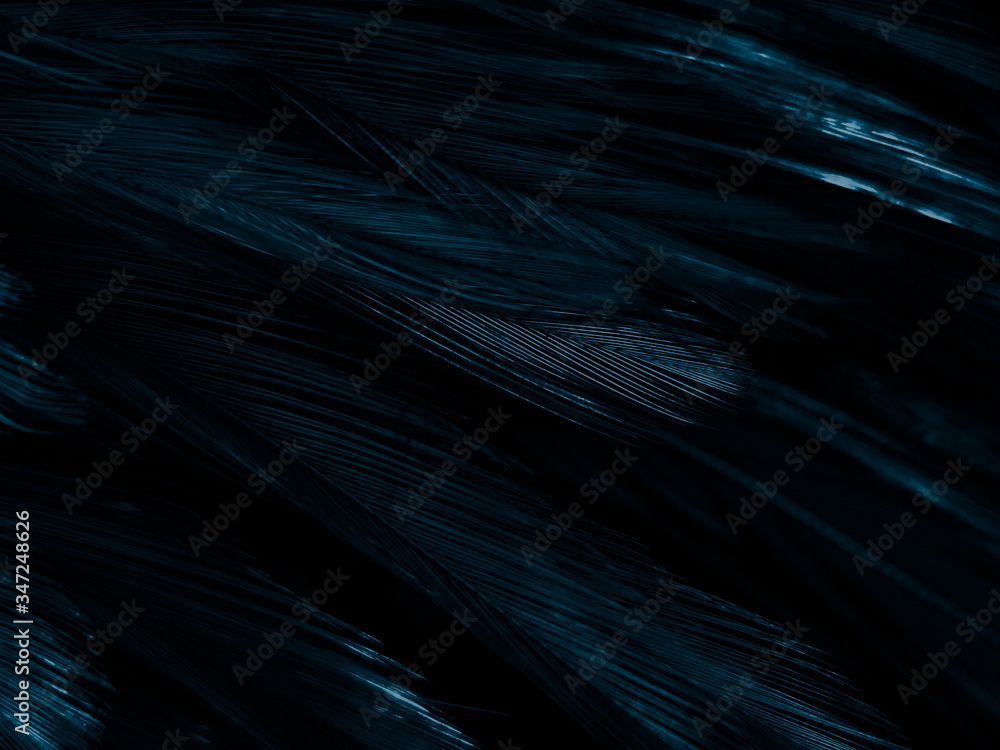 Beautiful abstract colorful white and blue feathers on white background and soft white feather texture on blue pattern and blue background, feather background, blue banners Beautiful abstract colorful white and blue feathers on white background and soft white feather texture on blue pattern and blue background, feather background, blue banners
