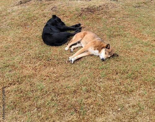 Dos perros callejeros, uno negro, el otro amarillo, tomando una siesta en las horas de la tarde, en un prado.
