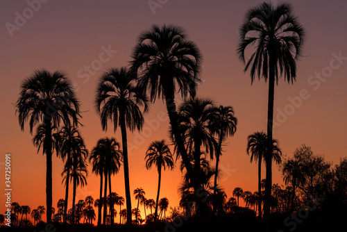 Beautiful sunset with the silhouettes of a group of palm trees © VanWido