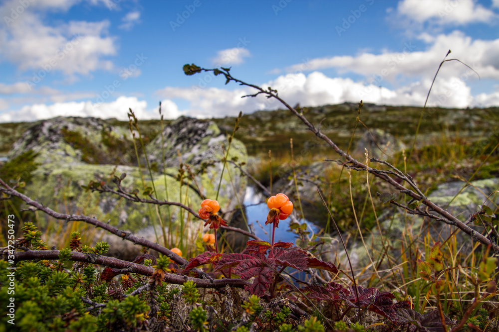 cloudberry in hardangervidden national park ready for harvest cloudberry in hardangervidden national park ready for harvest