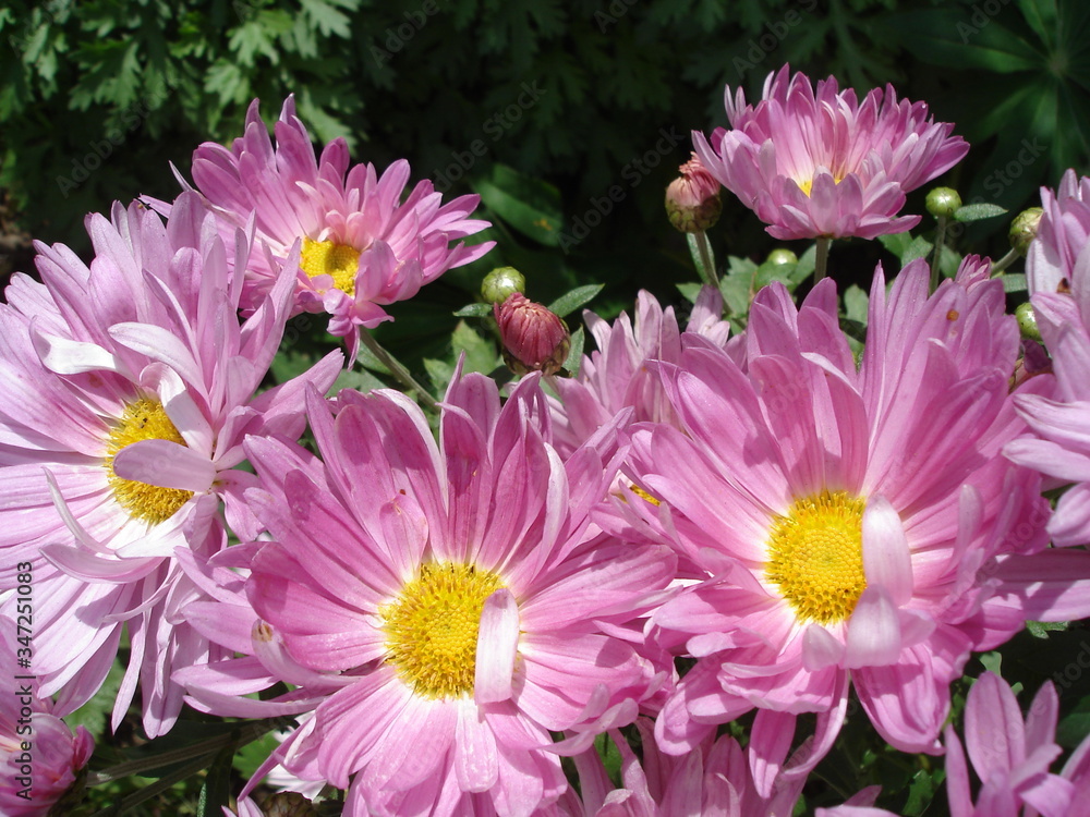 
pink aster flowers close-up on a blurred background