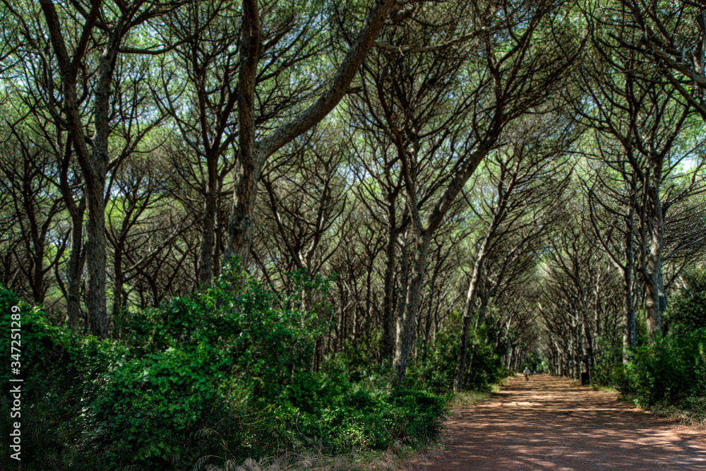 Naklejka premium camping