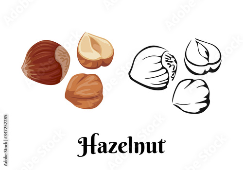 Hazelnut isolated on white background. Vector color illustration of  nuts in shell and peeled in cartoon flat style and black and white outline. Organic food Icon.