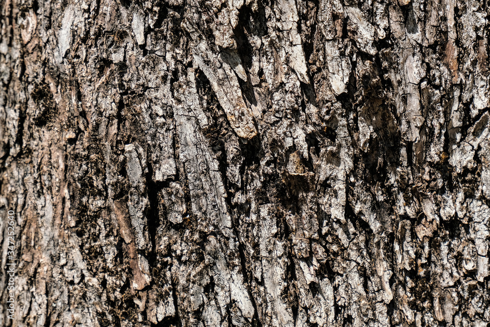 Wild aged olive tree bark texture, wood natural wallpaper pattern background,cilento italy Wild aged olive tree bark texture, wood natural wallpaper pattern background,cilento italy