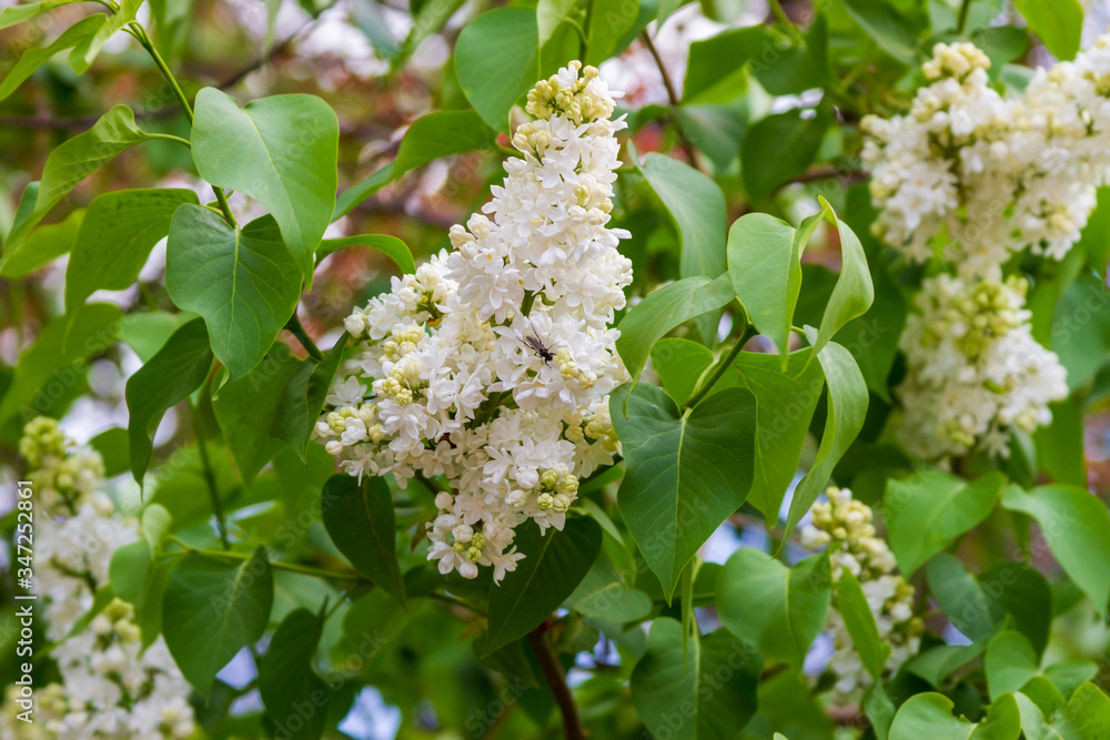 Spring branch of blossoming lilac Spring branch of blossoming lilac