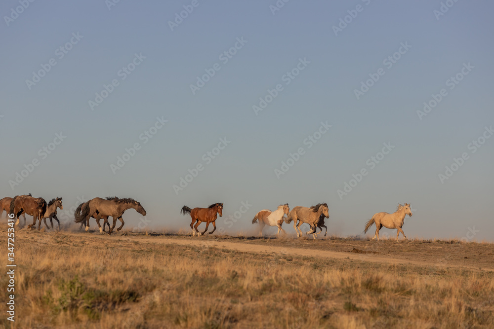 Herd of Wild Horses Running in the Utah Desert in Spring