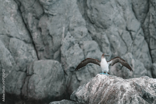 Blue footed Booby is sitting on the rock alone. Birds of the Sea of Cortez. Punta P  lpito. Baja California Sur. Mexico.