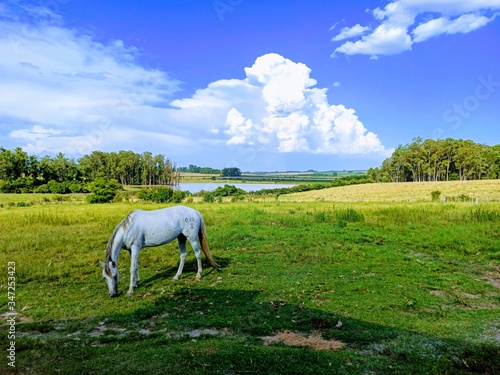 horse eating in the field with beautiful view.