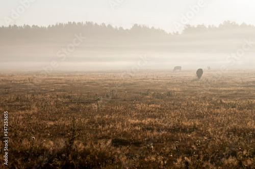 Fototapet The cows that pasturing in the meadow of brown color far away