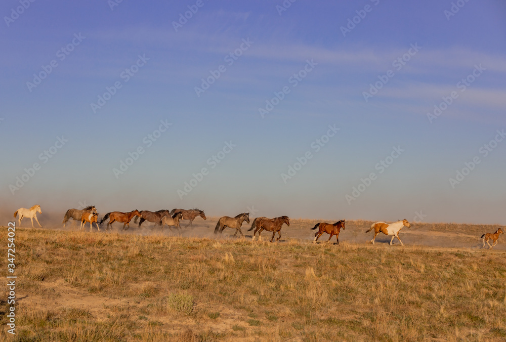 Herd of Wild Horses Running in the Utah Desert in Spring
