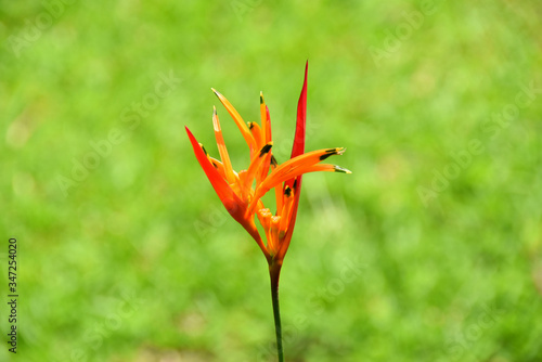 close-up of red and orange heliconia flower