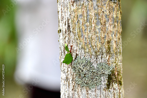 small ant that carries a leaf in its mouth as it lowers the trunk of a tree