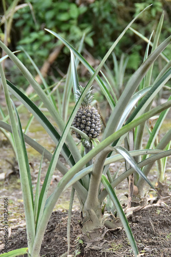 planting plants that produce pineapples