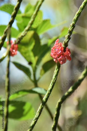 close-up of small red flowers