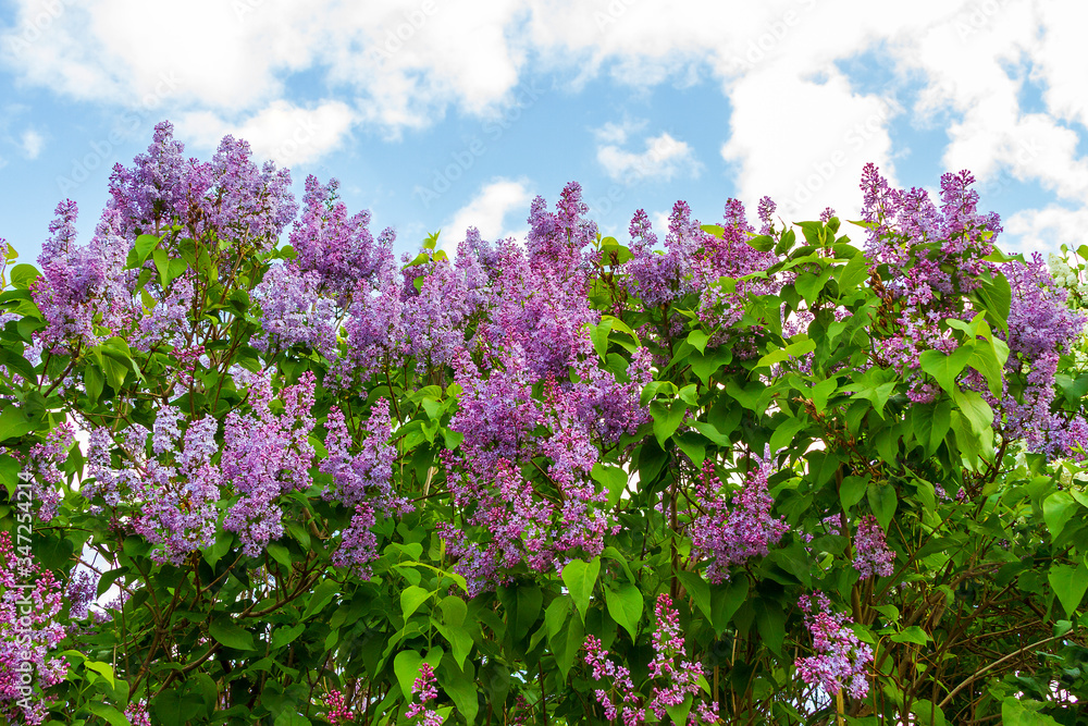 Spring branch of blossoming lilac against the sky