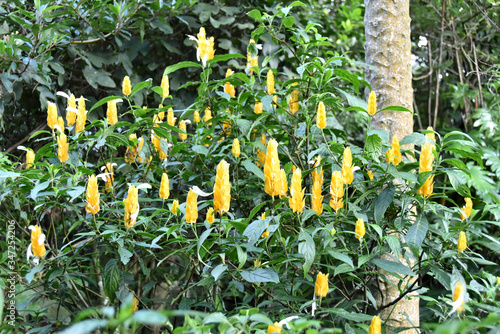 vertical yellow flowers of tropical plant