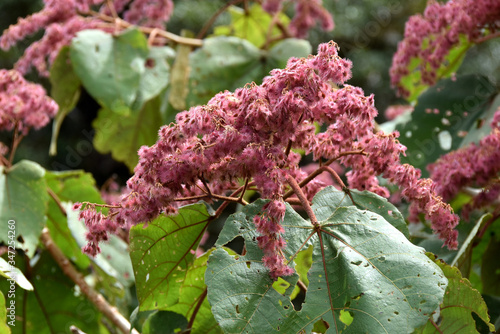 set of pink seeds from a tree