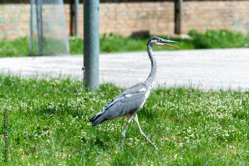 Gray heron landing in the city, Airòn, Airone cenerino, Ardea cinerea photographed in the foreground and very close © StudioRivoli