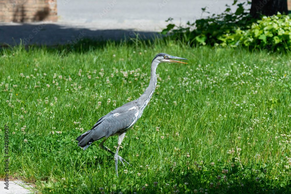 Fototapeta premium Gray heron landing in the city, Airòn, Airone cenerino, Ardea cinerea photographed in the foreground and very close