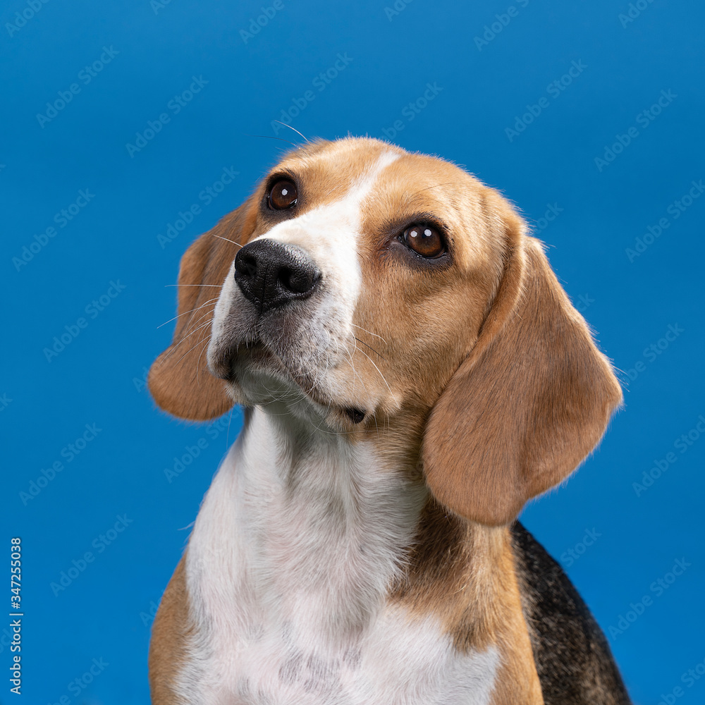 Portrait of a beagle dog head sitting isolated against a blue background Portrait of a beagle dog head sitting isolated against a blue background