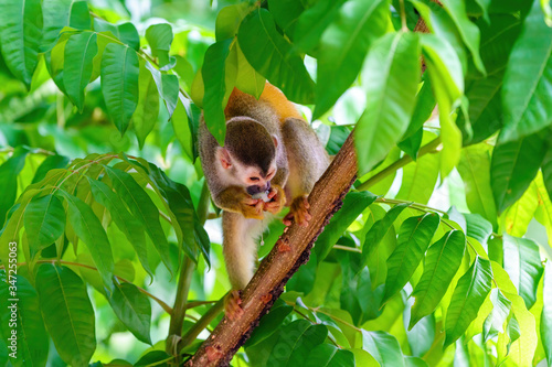 Photography Common Squirrel Monkey (Saimiri sciureus) eating an egg pulled from a nest, in M