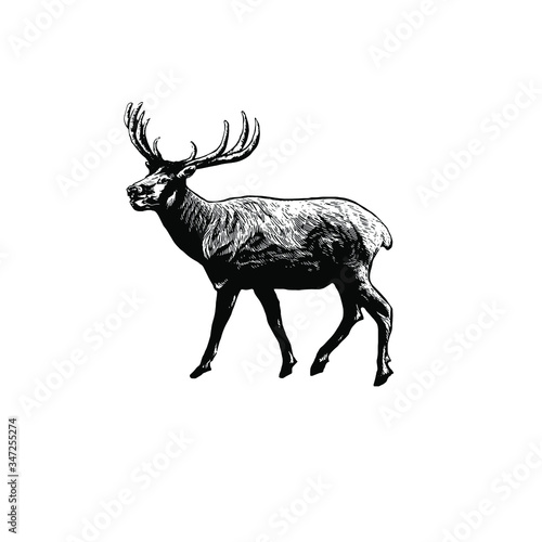 Deer vector illustration 