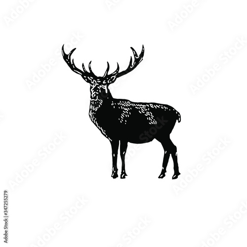 Deer vector illustration 