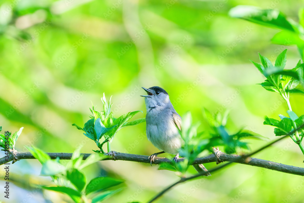 Blackcap (Sylvia atricapilla) male singing on a bright spring morning in London Blackcap (Sylvia atricapilla) male singing on a bright spring morning in London