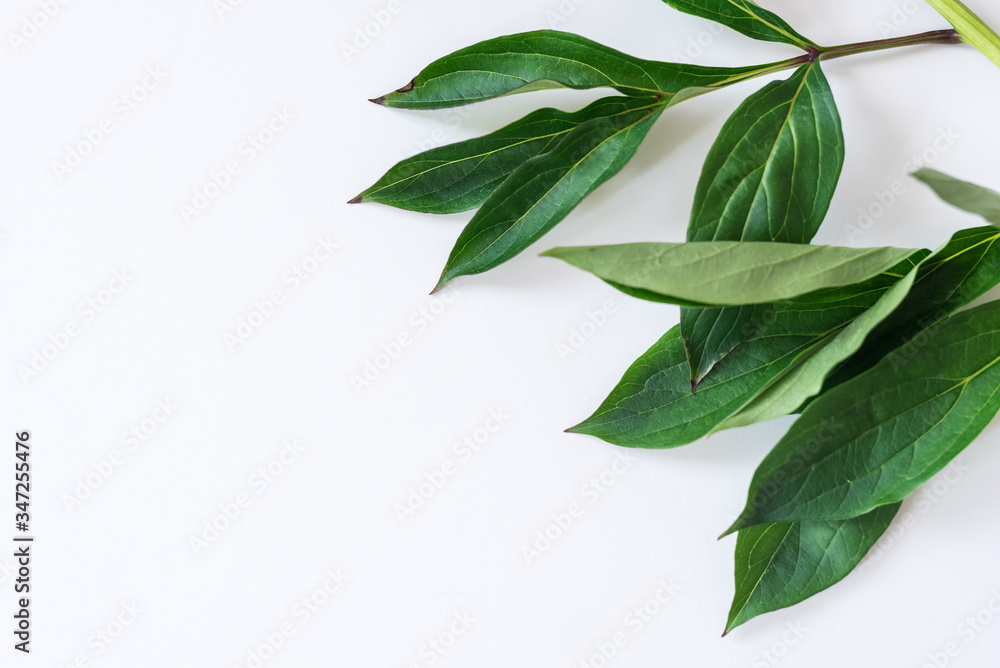 peony leaves on white background. Pattern made of peony  branches. Flat lay, top view, copy space