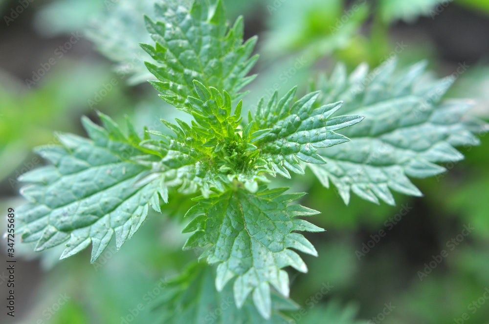 In nature grows stinging nettles (Urtica urens) In nature grows stinging nettles (Urtica urens)