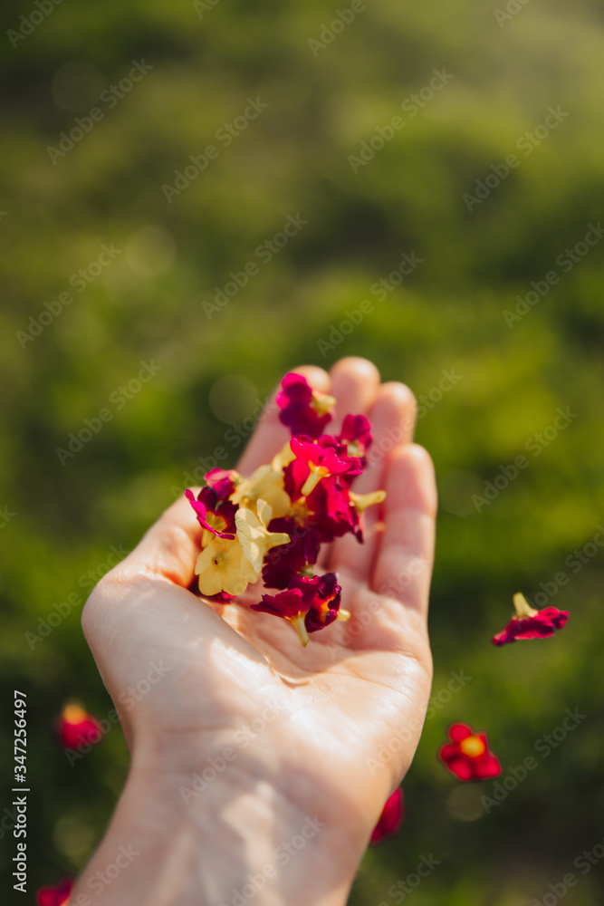 Spring mood. The girl throws flowers in the palm of her hand. Hand holds many flowers, green grass on background. Levitation of flowers Spring mood. The girl throws flowers in the palm of her hand. Hand holds many flowers, green grass on background. Levitation of flowers