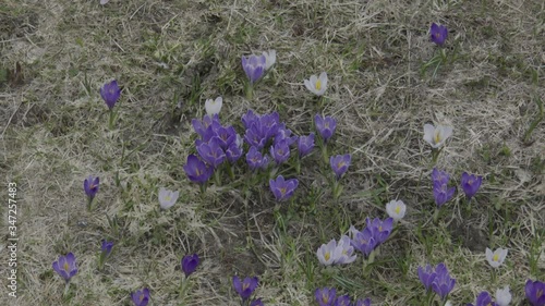 Krokus, Krokusse, Blue, Blumen, Blüte, Blütenmeer, Blumenwiese, Frühling, Frühblüher, Wiese, Almwiese, Felbertauern, Alm, Hochtal, Nationalpark, Hohe Tauern, Matreier Tauernhaus, Blütezeit, Frühjahr,  photo