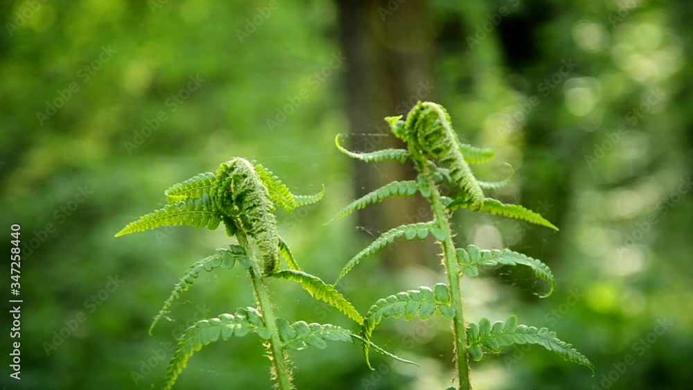 young fresh green shoots of ferns growing in the forest on a windy day young fresh green shoots of ferns growing in the forest on a windy day