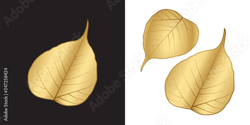 Gold Sacred fig leaf or Bo leaf isolated on dark and white background. The glowing gold leaf gives a wonderful feeling of kindness, open-mindedness, and the magical charm of faith.