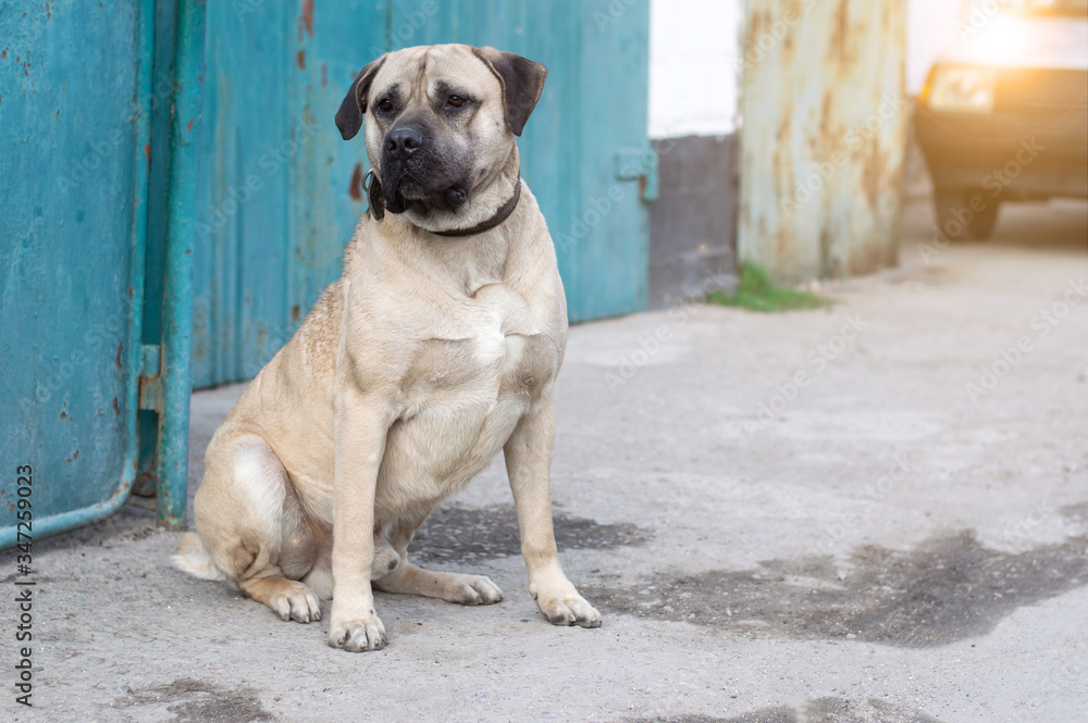 A big bullmastiff dog is sitting near the fence. Pets. flare A big bullmastiff dog is sitting near the fence. Pets. flare