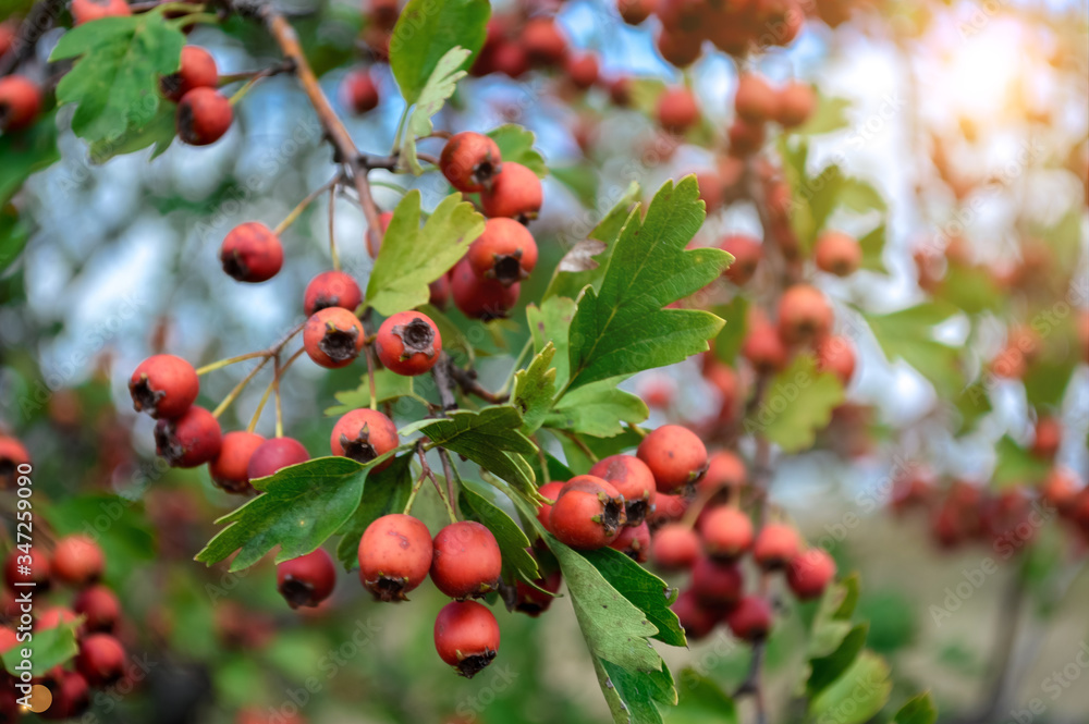 Obraz premium red hawthorn fruit close-up. sprig of bush on a natural green background.