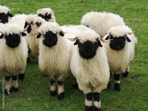 A herd of white sheep with a black beak, nose and ears. Walliser schwarznase. Black nose sheep.